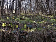 25 Estese fioriture di Helleborus niger (Ellebori)